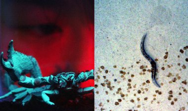 These Hardcore Species Would Stand a Chance in a Nuclear Apocalypse