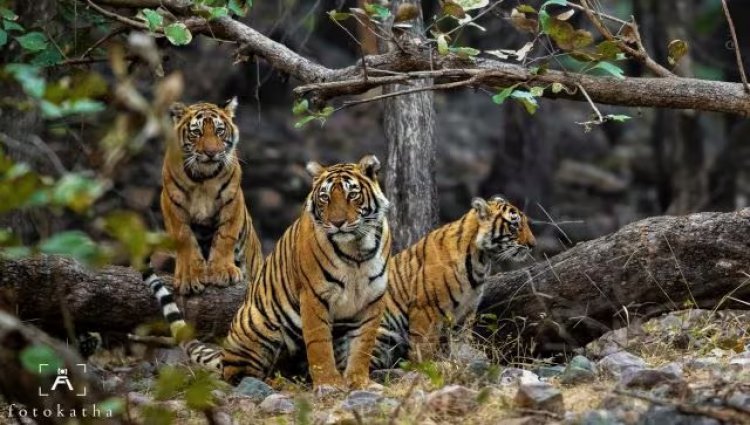 India’s tiger population is rising and so is that of humans: How will we accommodate the big cats?