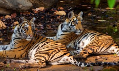 Madhya Pradesh: Home to 75% of World’s Tigers