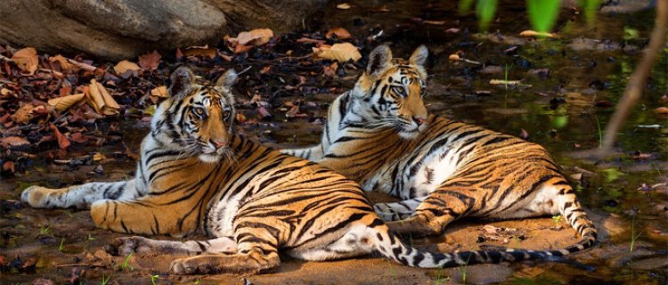 Madhya Pradesh: Home to 75% of World’s Tigers