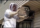 Why Bees Nest in Window Frames and How to Prevent It Naturally