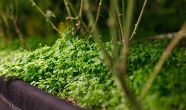 The Healing Power of Medical Cannabis: Benefits, Uses, and Legal Insights