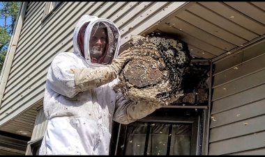 Why Bees Nest in Window Frames and How to Prevent It Naturally