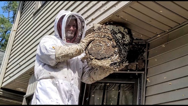 Why Bees Nest in Window Frames and How to Prevent It Naturally