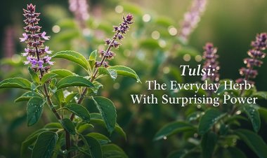 Tulsi: The Everyday Herb With Surprising Power