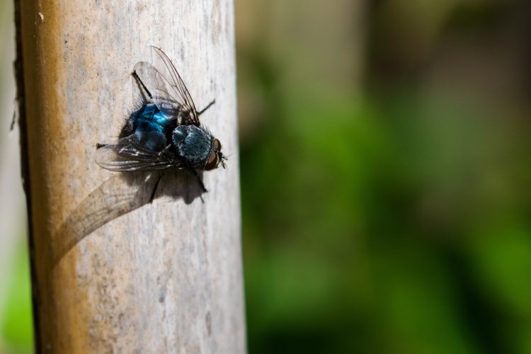 Professional Fly Control Services in Toronto: Your Complete Solution Guide