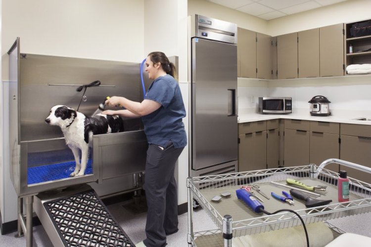 Park Hills Animal Hospital Guide to Preventive Pet Care