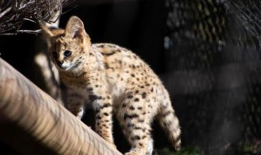 Everything You Need to Know About Owning a Serval Kitten
