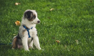 What to Expect From Professional Dog Day Training in Chicago