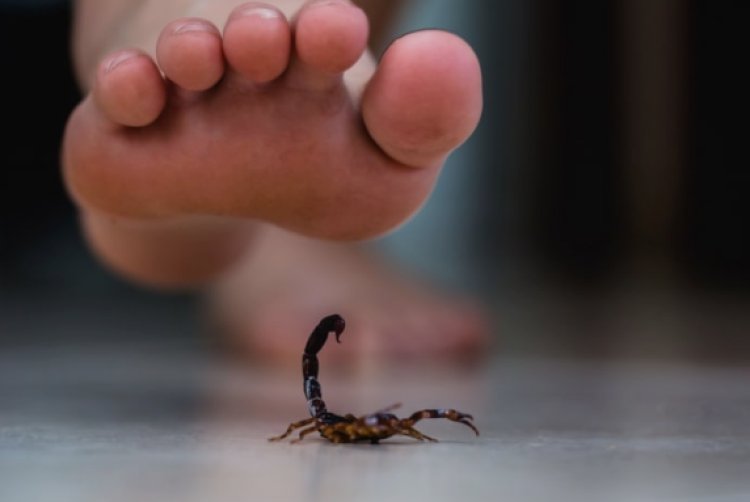 How Scorpion Pest Control Las Vegas Can Make Your Home 100% Safe