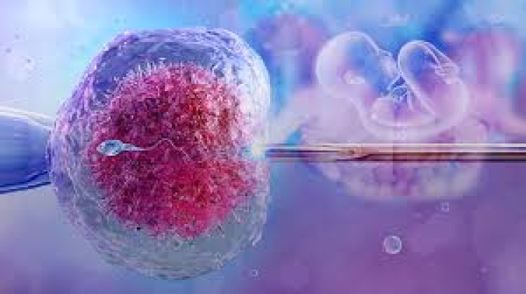 IVF Success Rates: What the Numbers Really Mean