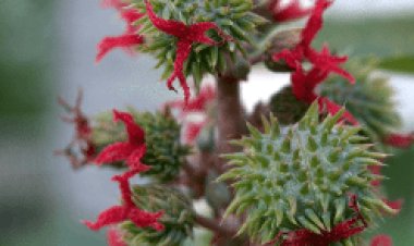 Why Choose Castor Organic Carrier Oil for Beauty Care