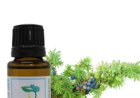 Top Benefits of Juniper Berry Essential Oil Explained