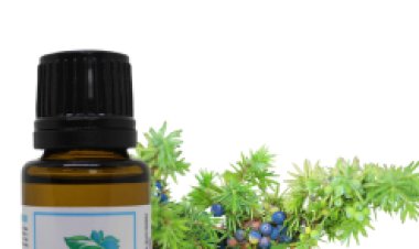 Top Benefits of Juniper Berry Essential Oil Explained