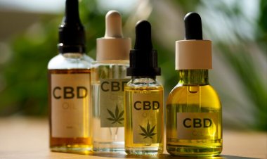 How CBD Edibles Work for Travelers Understanding Absorption