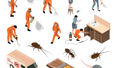 Termite Control Treatment Services Near Me | Professional & Affordable Solutions