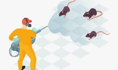 Rat Killer in Pakistan | Safe and Powerful Rodent Control Options