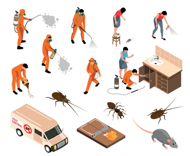 Termite Control Treatment Services Near Me | Professional & Affordable Solutions
