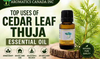Top Uses of Cedar Leaf Thuja Essential Oil